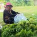 ស្ដ្រីម្នាក់ដាំម្អមដើម្បីបង្កើនប្រាក់ចំណូលក្នុងគ្រួសារ