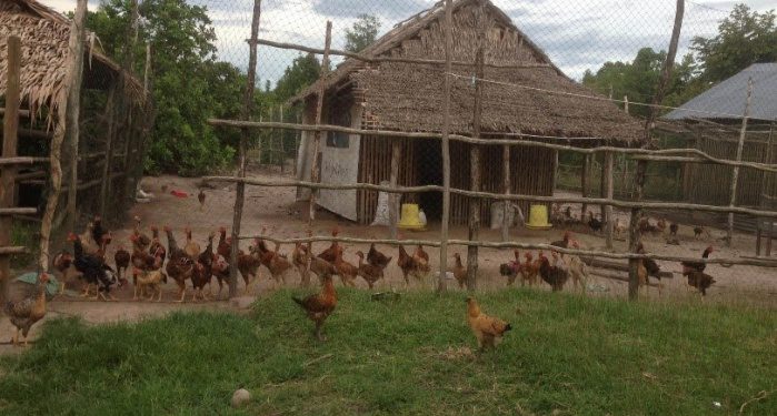 កសិករម្នាក់ចែករំលែកភាពជោគជ័យក្នុងការចិញ្ចឹមមាន់បែបបច្ចេកទេស