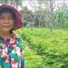 កសិករមួយចំនួនបោះបង់ការងារស្រែចម្ការងាកមកចាប់មុខរបរដាំបន្លែជំនួសវិញ