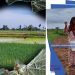 ប្រជាកសិករខេត្តកំពង់ស្ពឺត្អូញត្អែរថា ថ្នាំជីកសិកម្មឡើងថ្លៃ ខណៈស្រូវកសិករចុះថោក