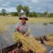 ទិដ្ឋភាពកសិករមួយរូបនៅឃុំត្រពាំងជោ ស្រុកឱរ៉ាល់ ខេត្តកំពង់ស្ពឺ កំពុងប្រមូលផលស្រូវនៅក្នុងទឹកកាលពីថ្ងៃទី១៦ ខែធ្នូ ឆ្នាំ២០២៤។ (ផ្តល់ឱ្យ)
