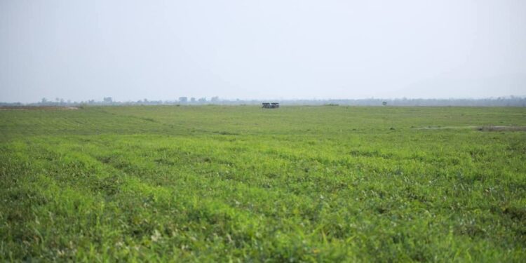 ព័ត៌មានស៊ីជម្រៅ៖ ដីសម្បទានក្រុមហ៊ុនចិននៅព្រះវិហារបន្តគ្មានសកម្មភាព ខណៈជនជាតិដើមភាគតិចកួយត្រូវការដីសម្រាប់បង្កបង្កើនផល